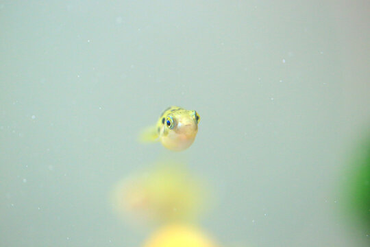 Dwarf pufferfish in the aquarium (carinotetraodon travancoricus)