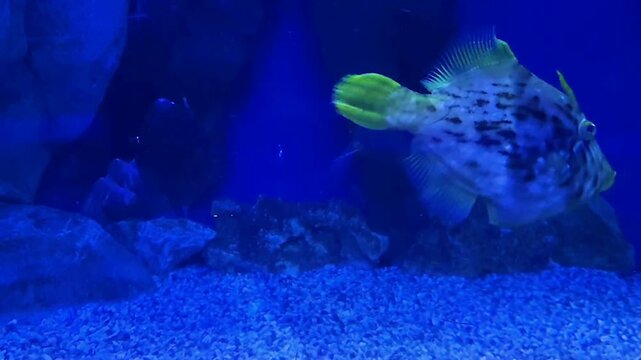 John Dory fish swimming underwater in aquarium habitat