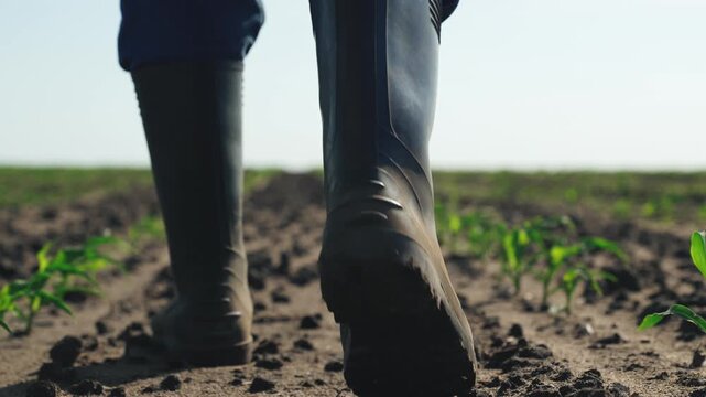 Farmer walks through agricultural field. Feet legs of male businessman in rubber boots walking in cornfield overview of crops condition, farmer carefully examines growth health of plants in field.