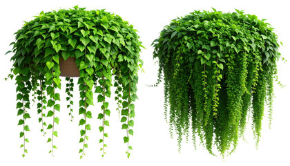 Fototapeta premium PNGMURNI--transparent background Firefly Two lush, cascading ivy plants with dense green foliage and delicate trailing v