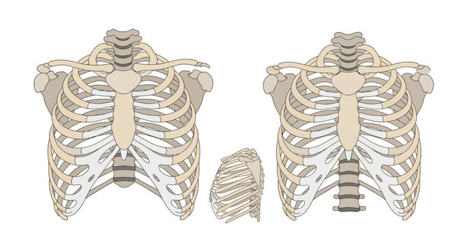 Human Ribcage Anatomy Medical Illustration.