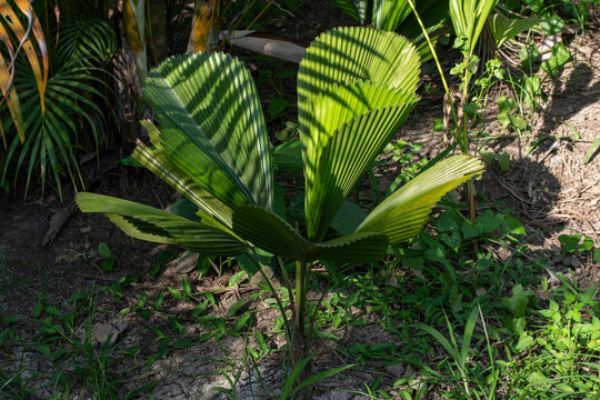 Young Fan Palm Trees Growing in Tropical Garden with Lush Green Foliage, Beautiful Fan Palm Plants in Natural Tropical Landscape