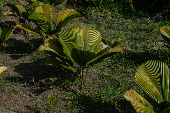 Young Fan Palm Trees Growing in Tropical Garden with Lush Green Foliage, Beautiful Fan Palm Plants in Natural Tropical Landscape