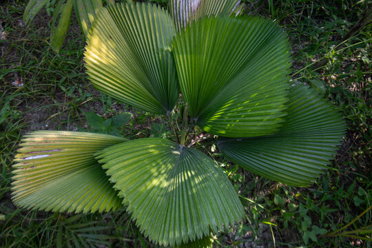 Young Fan Palm Trees Growing in Tropical Garden with Lush Green Foliage, Beautiful Fan Palm Plants in Natural Tropical Landscape