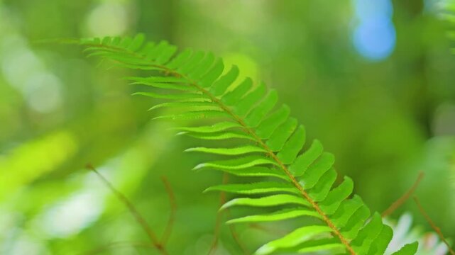 Abstract nature background of diagonal green fern leaf