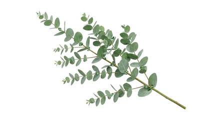 Fresh green eucalyptus branch with aromatic leaves PNG on white background, silver dollar PNG on white background © Mahima