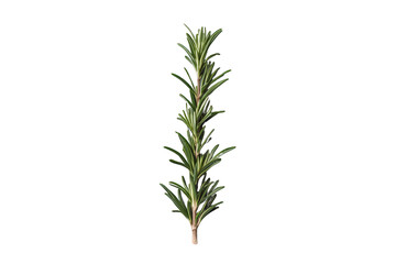 Fototapeta premium Fresh rosemary sprig with green leaves, essential herb for cooking, seasoning, aroma, and natural health, on transparent background