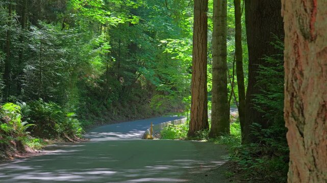 Empty winding asphalt road through dense temperate forest
