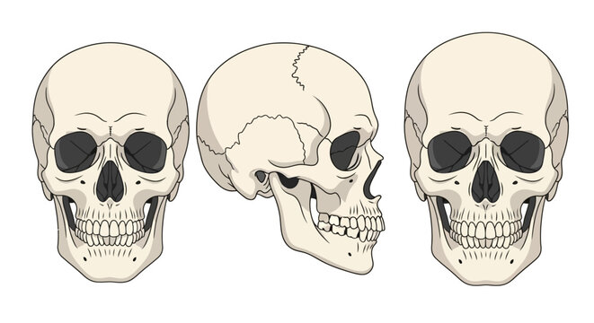 Three human skulls in different views.