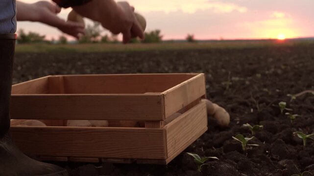 potato hand box harvest, potato hand sunset, agriculture business, vegetables field potatoes fresh, potatoes crate vegetarians food products land industry potato clean ecological grow fertilized