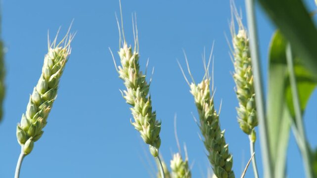 Juicy green wheat ears moves from summer wind in sunlight. Wheat in early growth stages sways in gentle breeze painting picturesque rural scene. Wheat ears on cloudless sky backdrop