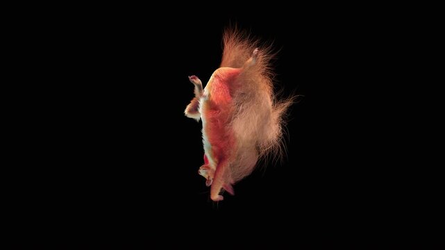 Realistic dancing squirrel performing rumba dance animation with alpha channel transparent background