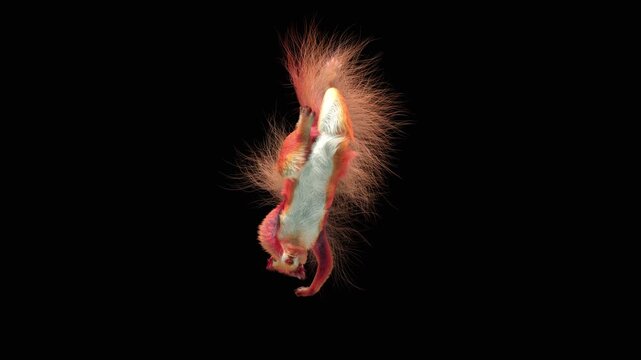 Realistic dancing squirrel performing rumba dance animation with alpha channel transparent background