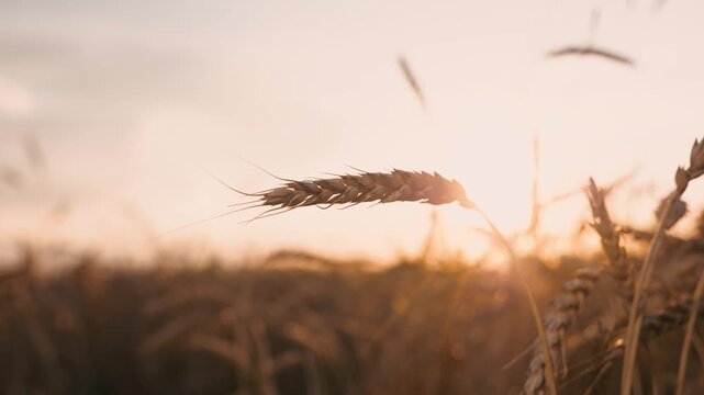 Dry yellow wheat ear at agricultural field sunset sun sunlight closeup. Golden cereal plant grain harvest growth ripe stem countryside cultivation barley seed meadow plantation at sunrise sky horizon