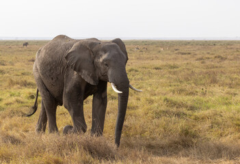 Fototapeta premium An African bush elephant bull walks across the grasslands of Amboseli National Park, Kenya.