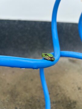 cute green tree frog close up with selective focus 