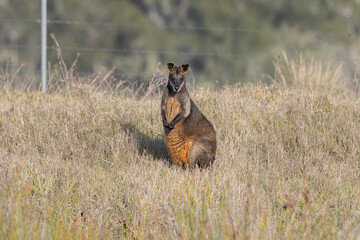 Swamp Wallaby (Wallabia bicolor), England Beach, NSW, December 2025 © Jon Steinbeck