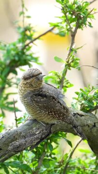 Close up side profile of a wild Eurasian Wryneck bird with cryptic camouflage plumage perched on a textured tree branch among green leaves.