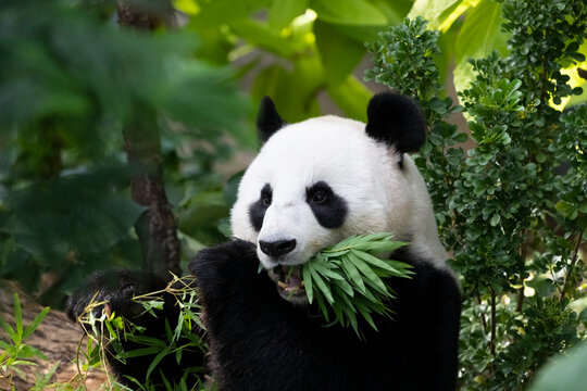 The giant panda (Ailuropoda melanoleuca) is eating bamboo while holding it with both hands.