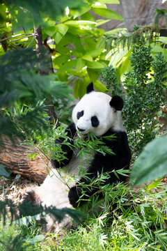A portrait of a panda eating bamboo, which it holds with both hands.