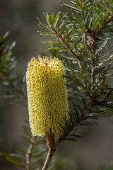 Candlestick Banksia (Banksia spinulosa), Deua NP, NSW, May 2026 © Jon Steinbeck