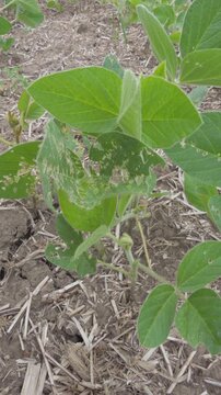 Soybean plant showing insect feeding damage