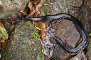 Red-Bellied Black Snake (Pseudechis porphyriacus) juvenile, Deua NP, NSW, May 2026 © Jon Steinbeck