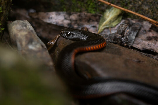 Red-Bellied Black Snake (Pseudechis porphyriacus) juvenile, Deua NP, NSW, May 2026