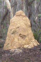 Termite mound, Deua NP, NSW, May 2026 © Jon Steinbeck