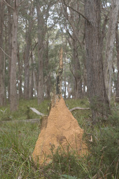 Termite mound, Deua NP, NSW, May 2026