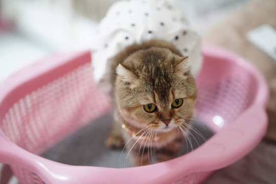 Cute cat brown fur yellow eyes wearing white polka dot dress sitting in pink plastic basket indoor playful adorable pet domestic animal soft lighting relaxed mood
