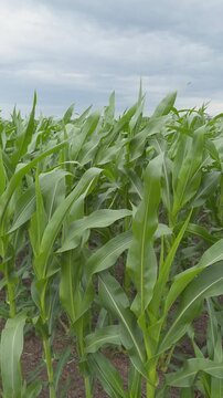 Lush green corn plants growing in agricultural field
