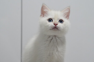 Fototapeta premium White cat blue eye fluffy fur young kitten indoor cute curious soft pet animal. fluffy white kitten with blue eyes looks up curiously indoors its soft fur and innocent expression create