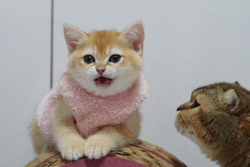 Fototapeta premium Cute kitten fluffy fur pink sweater playful adorable domestic cat young animal curious brown tabby cozy indoor pet happy expression
