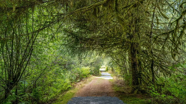 Scenic forest trails and lush temperate rainforest at Wildgeon Marsh Park, Pitt Meadow, BC Canada