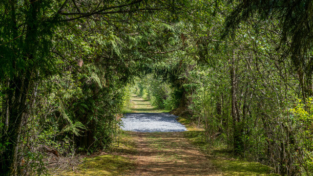 Scenic forest trails and lush temperate rainforest at Wildgeon Marsh Park, Pitt Meadow, BC Canada