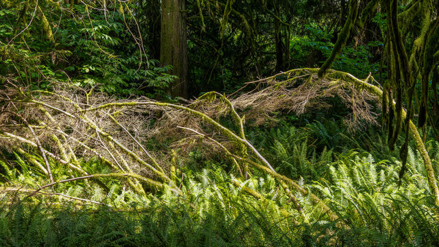 Scenic forest trails and lush temperate rainforest at Wildgeon Marsh Park, Pitt Meadow, BC Canada