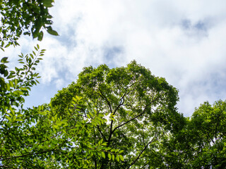 Fototapeta premium 新緑に覆われた山の木々と空