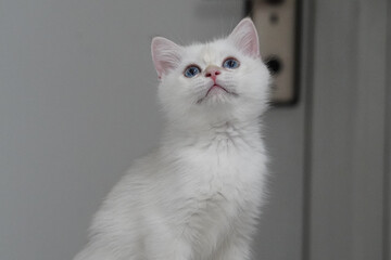 Fototapeta premium White cat blue eye fluffy fur young indoor curious soft pet animal adorable feline domestic whisker cute mammal small alert clean sitting looking up calm gentle playful innocent pure elegant