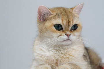 Fototapeta premium Golden cat green eye short hair cute pet feline animal domestic whisker alert soft fur sitting mammal young indoor adorable calm fluffy closeup portrait small looking attentive gentle relaxed