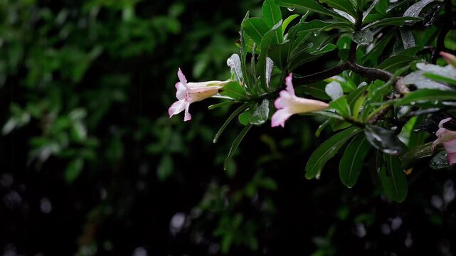  Close-up video of raindrops falling on tropical leaves and pink flowers as they gently sway in the breeze. Water droplets drip from the leaves, creating a peaceful natural atmosphere ide