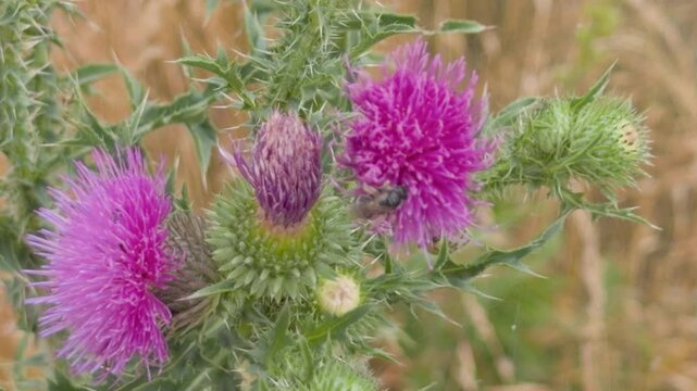 Bumblebee pollinating purple milk thistle flower