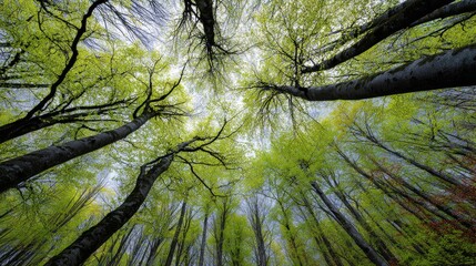 Fototapeta premium Beech trees forest in early spring viewed from below with fresh green leaves, sunlit woodland canopy, lush deciduous trees, vibrant new foliage, serene natural landscape, scenic forest background, pea