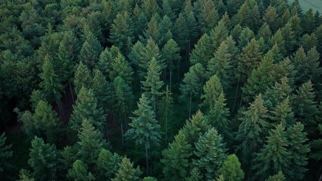 Tree growing in lush forest. Nature landscape. Landscape with forest in spring, 4k. Green forest in summer aerial view. Rainforest ecosystem and healthy environment. Jungle nature background