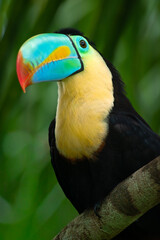 toucan on a tree © Jonnathan