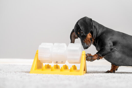 Black and tan dachshund dog pawing at a yellow interactive puzzle toy on a grey carpet during indoor play