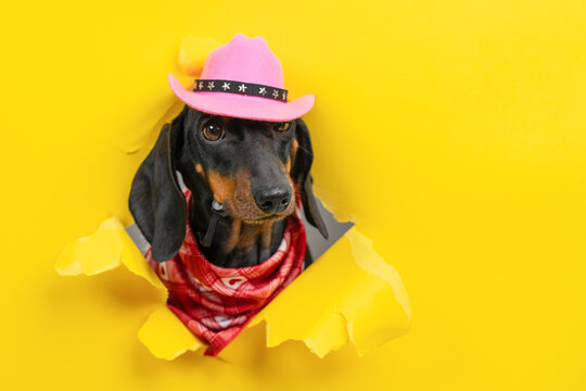 Black dachshund dog in pink cowboy hat and red bandana breaking through torn yellow paper hole, cowgirl pet peeking through bright background, western party costume concept for banner