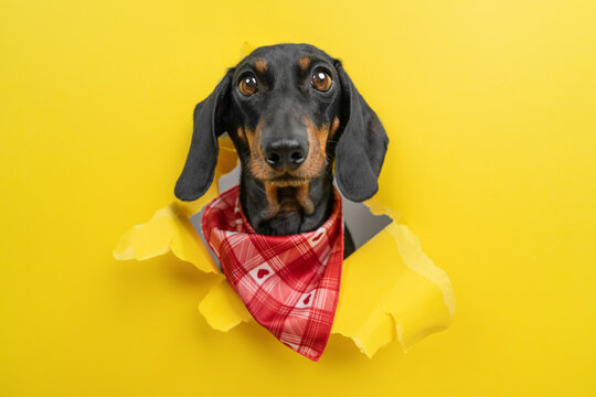 Black dachshund dog in red checked bandana breaking through torn yellow paper hole with funny wide angle expression, comic pet staring through bright background, western humor concept