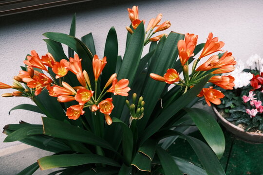 Blooming Orange Clivia Flowers with Lush Green Leaves