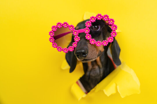 Black dachshund dog in pink flower sunglasses breaking through torn yellow paper hole with serious face, cool pet peeking through bright background, summer beach humor concept
